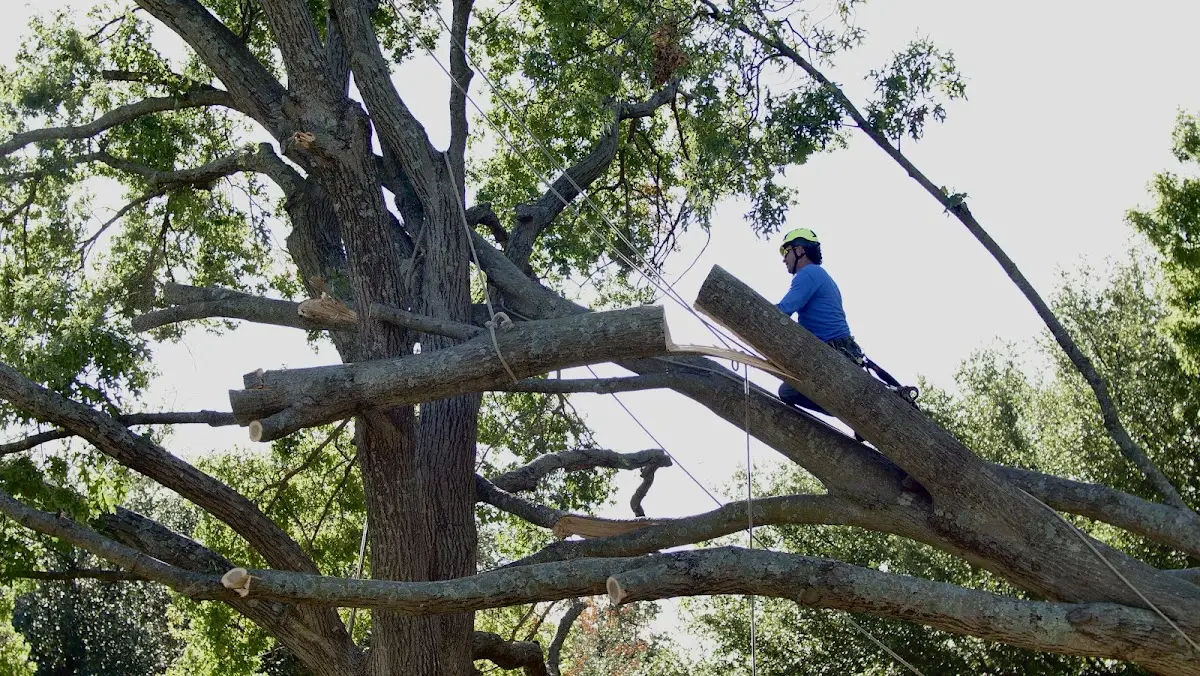 Professional Crown Thinning performed by certified arborists in Ladson